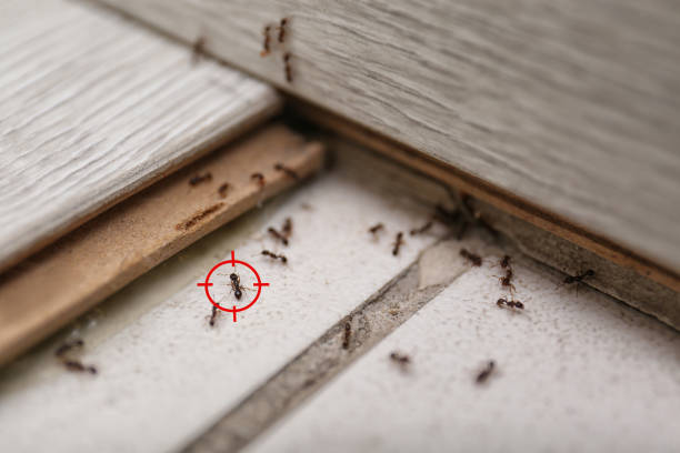 Best Pest Control Near Me  in Rossville, TN