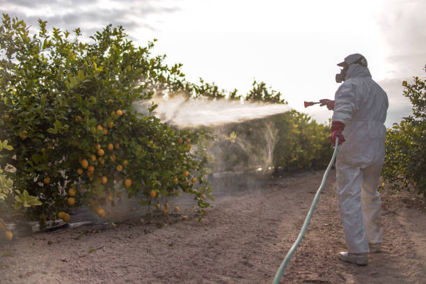 Best Mosquito Control Services  in Rossville, TN