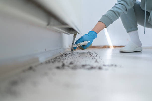 Best Mosquito Control Services  in Rossville, TN