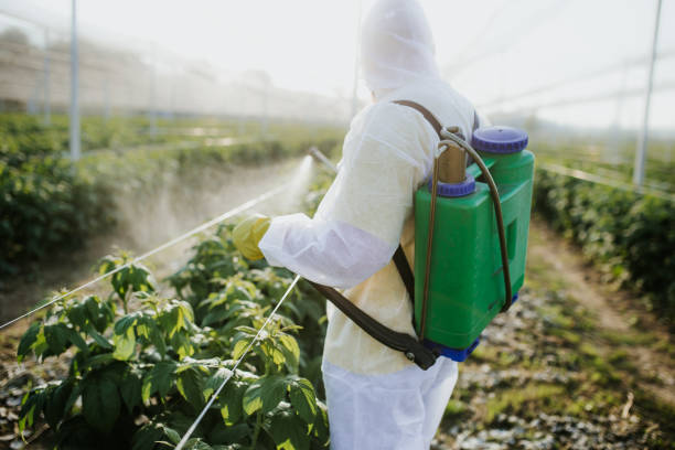 Best Wasp Removal Services  in Rossville, TN